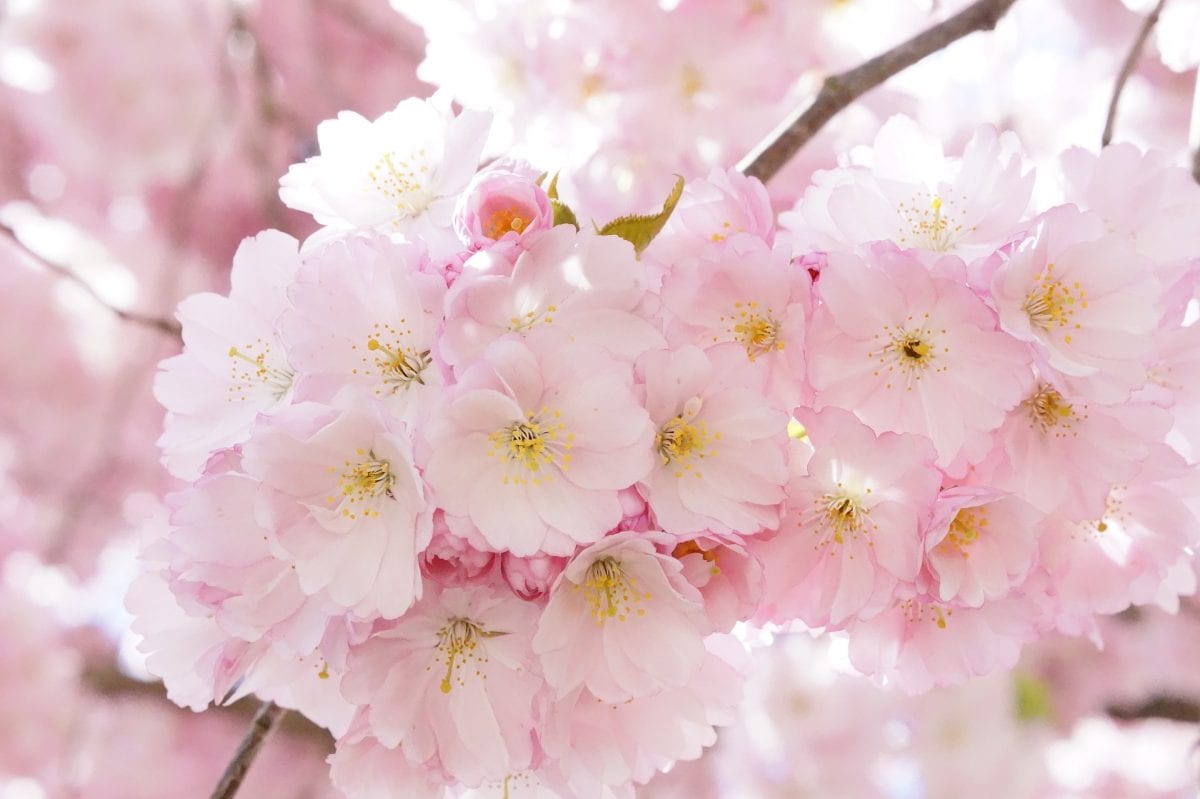 Cherry blossom in ikigai country