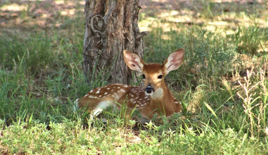 resting deer